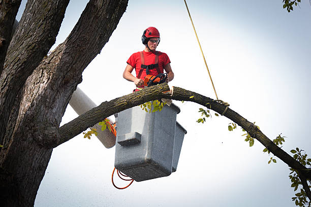  Arta, CA Tree Services Pros